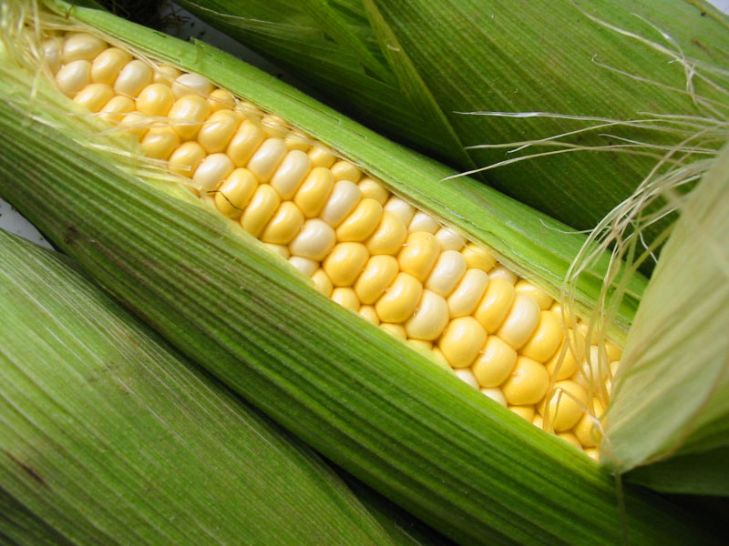 SWEET CORN